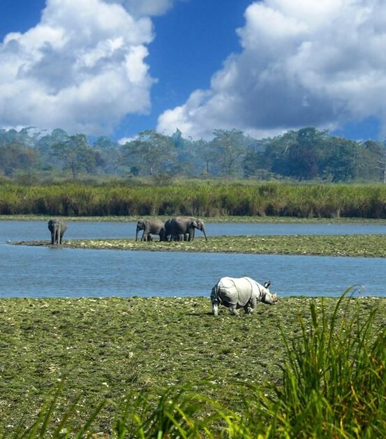 kaziranga national park assam state hero2 e1763552264914