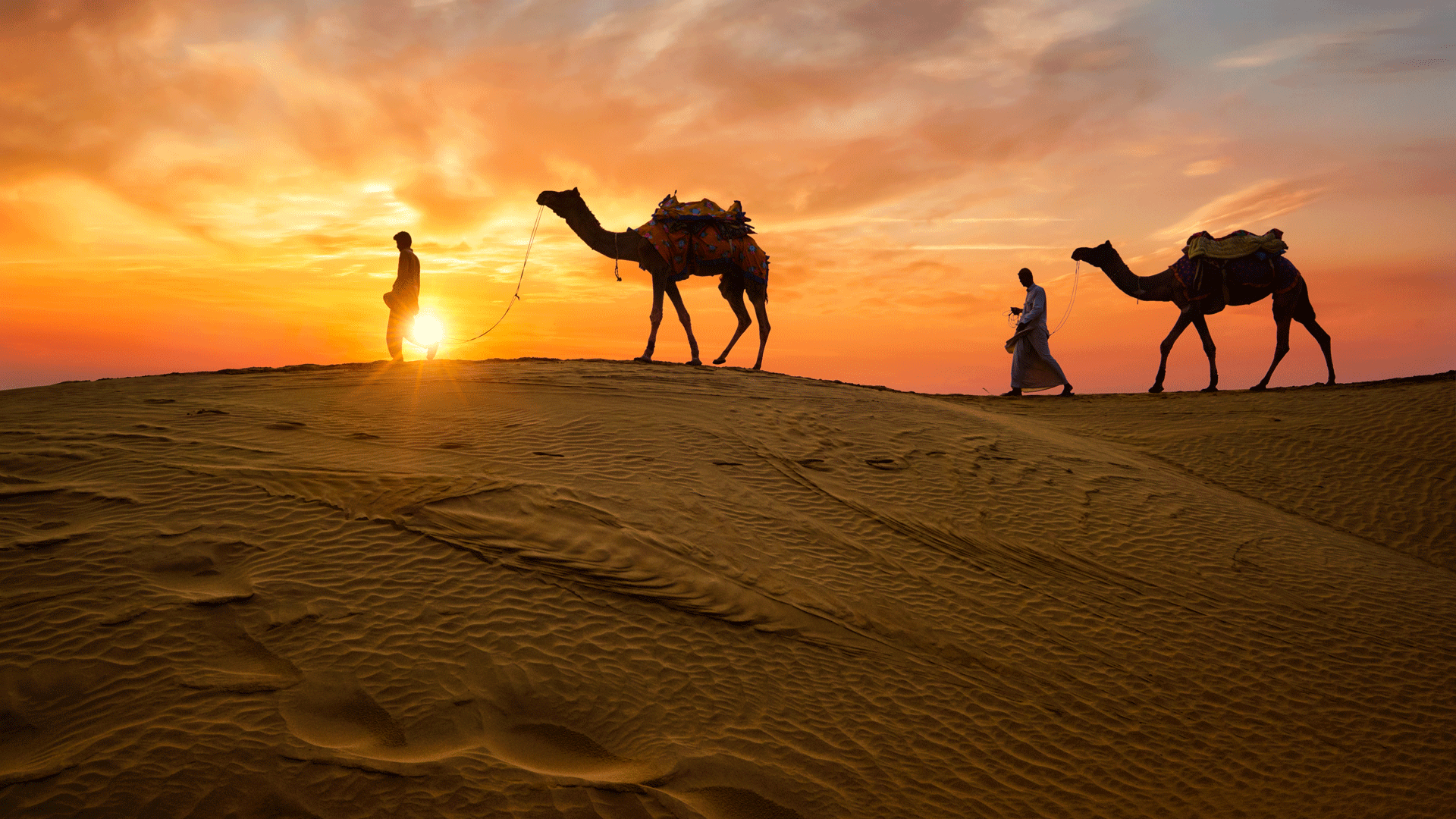 rajasthan camels desert india
